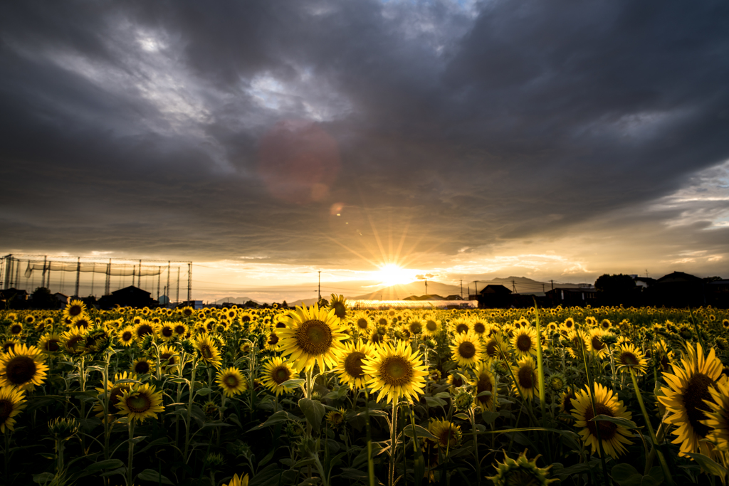 sunset light and sunflower