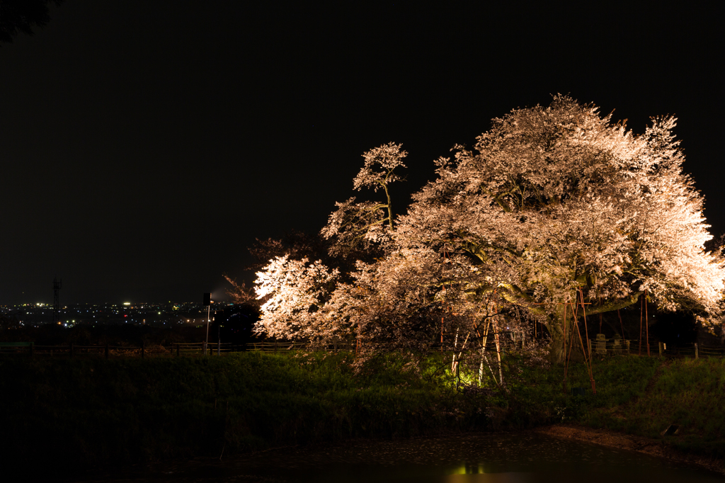 一本桜を望む