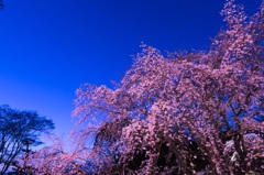 六義園の夜桜