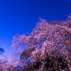 六義園の夜桜