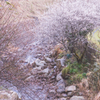 初桜