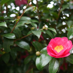 気取らない魅力（花言葉）