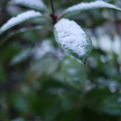 はつ雪