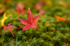 一枚の紅葉