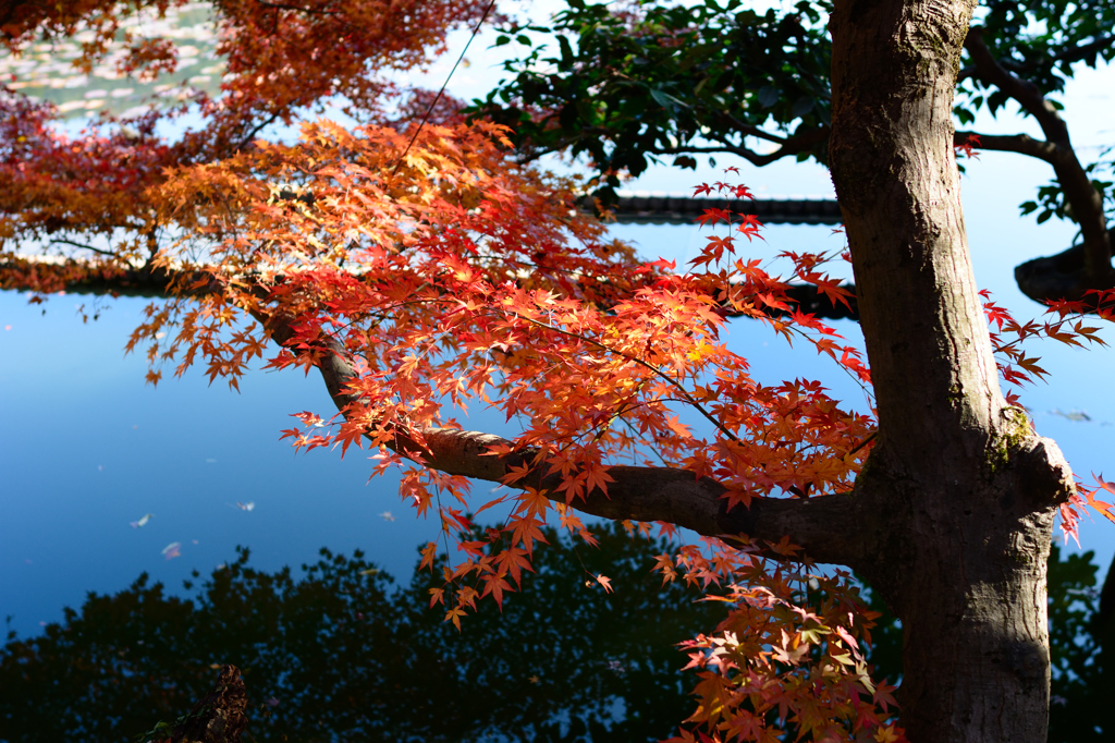 龍安寺の水辺