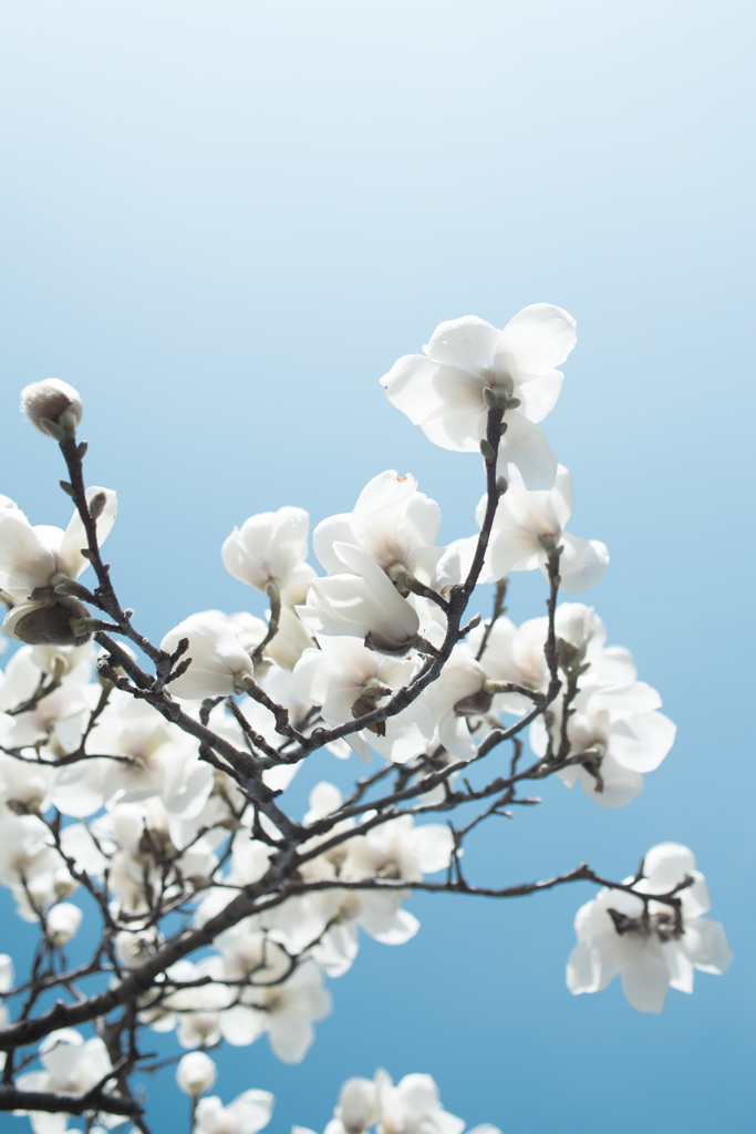 landscape - 250 コブシ(1)