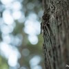 ショクブツ 樹皮
