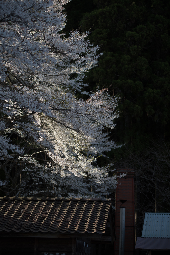 landscape - 296 夕桜