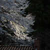 landscape - 296 夕桜