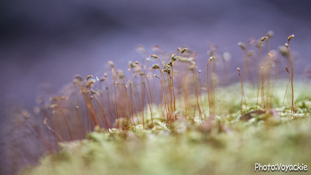 ショクブツ - 105 micro forest