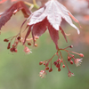 ショクブツ - 069 紅葉しても花咲く