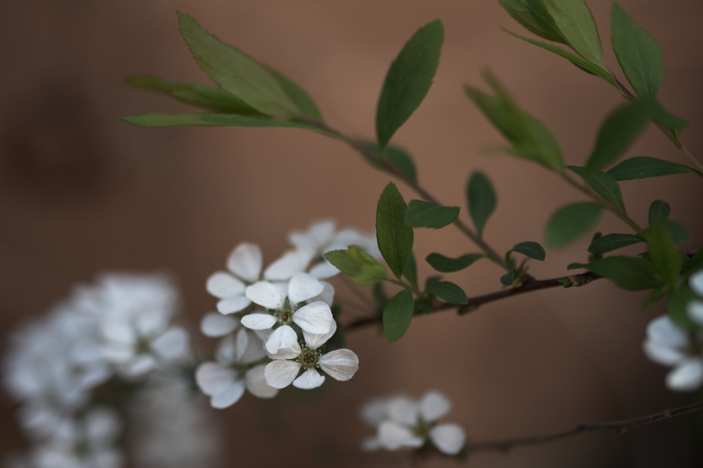 landscape - 267 庭で