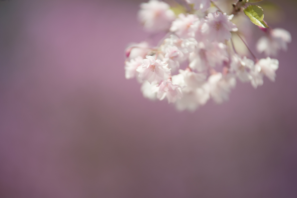 ショクブツ -  070 どちらがお好き？(2 やわピンほわほわ色)