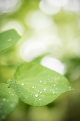 ショクブツ - 101 梅雨時