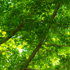 新緑