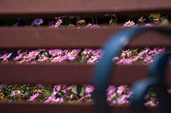 ブラインド越しの花園
