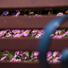 ブラインド越しの花園