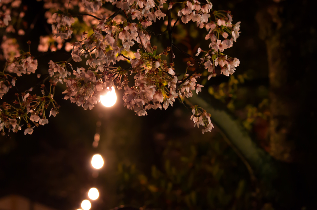 電球と桜