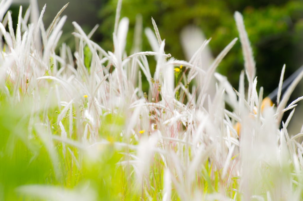 white feather