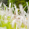 white feather