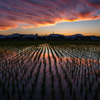 Orange paddy field