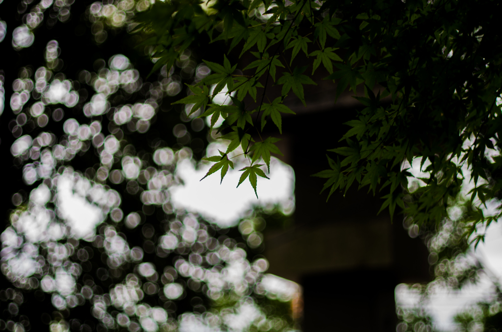 雨の井後神社