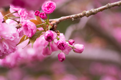 山村ダムの八重桜