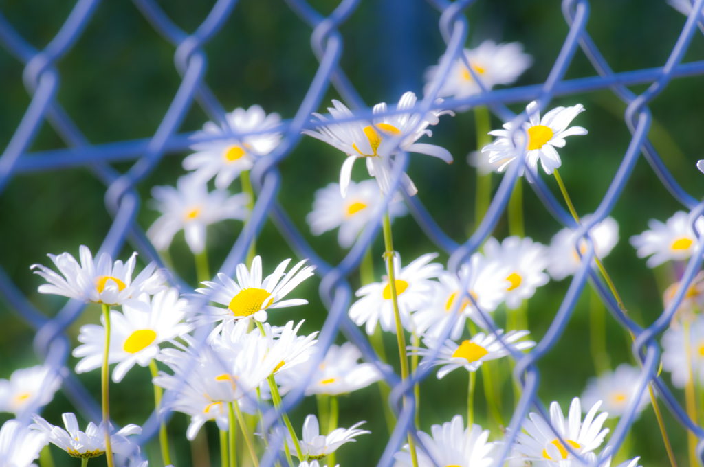 フェンス向こうの花園