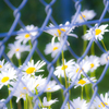 フェンス向こうの花園
