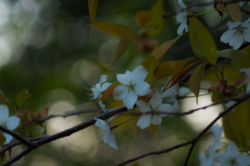 夕桜