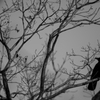 crow