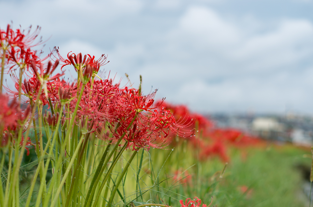 雨上がりの紅