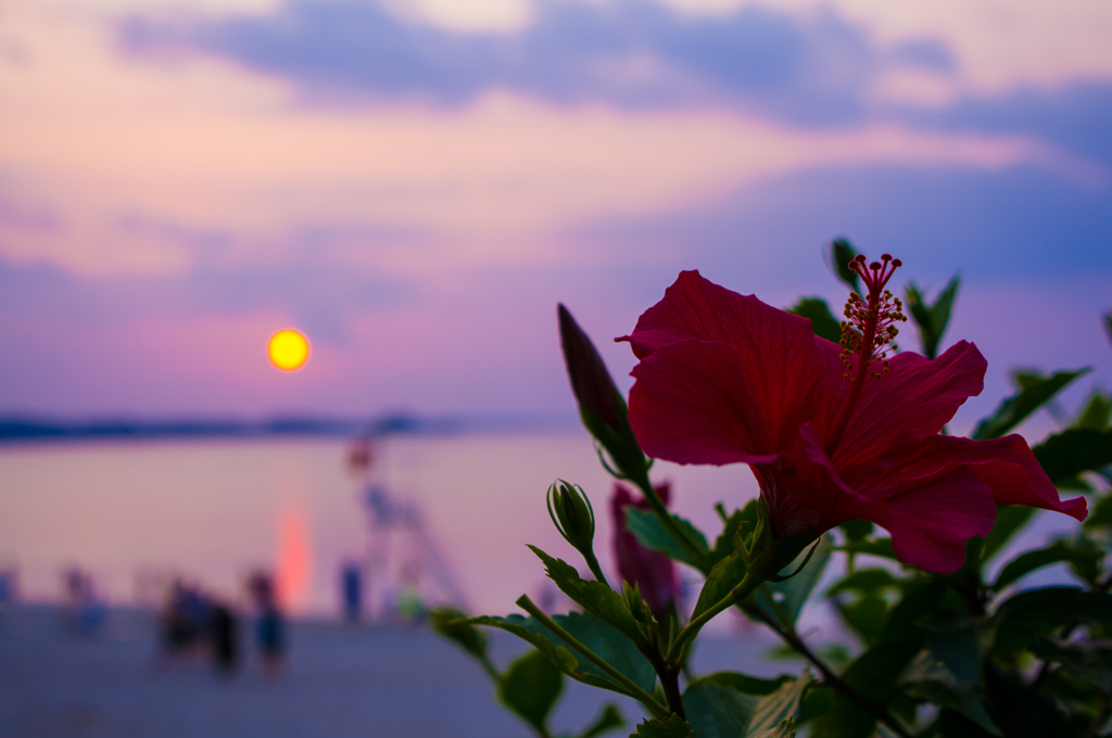 ハイビスカス夕暮れバージョン