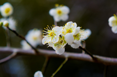 花咲く