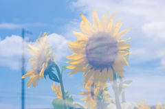 夏空に咲く