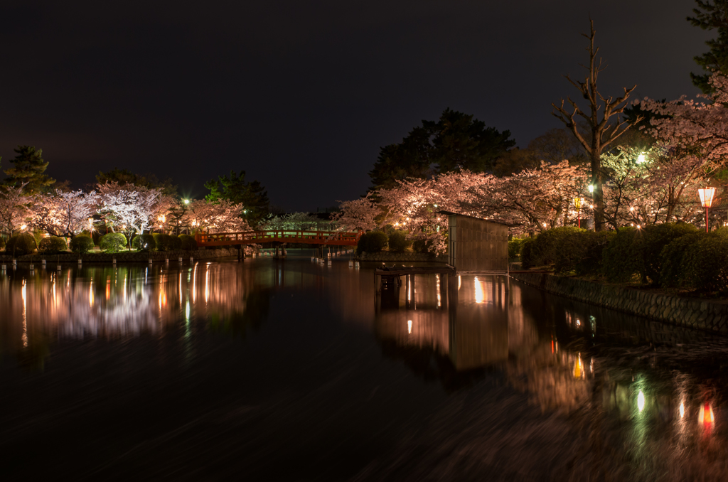 夜桜見物2