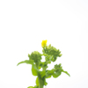 菜の花