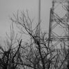 鉄塔とカラス