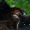 wild cats