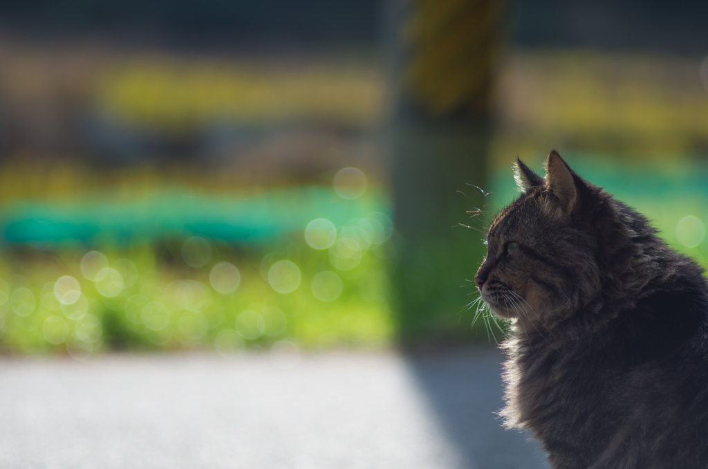 野良ちゃんの昼下がり