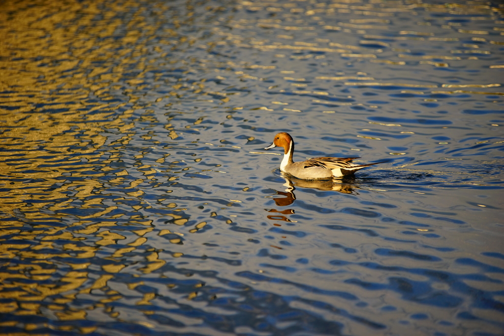 DSC07339