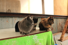 猫はこたつで・・・