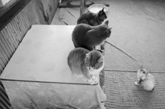 猫はこたつで...？