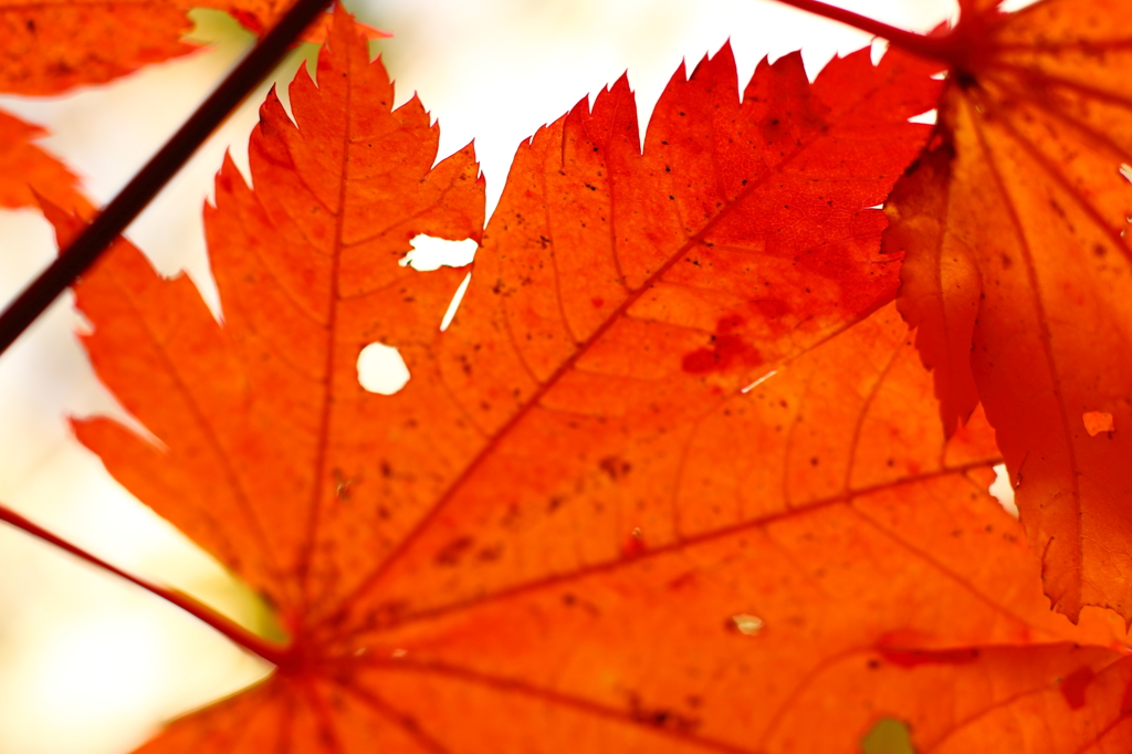 スケルトン紅葉