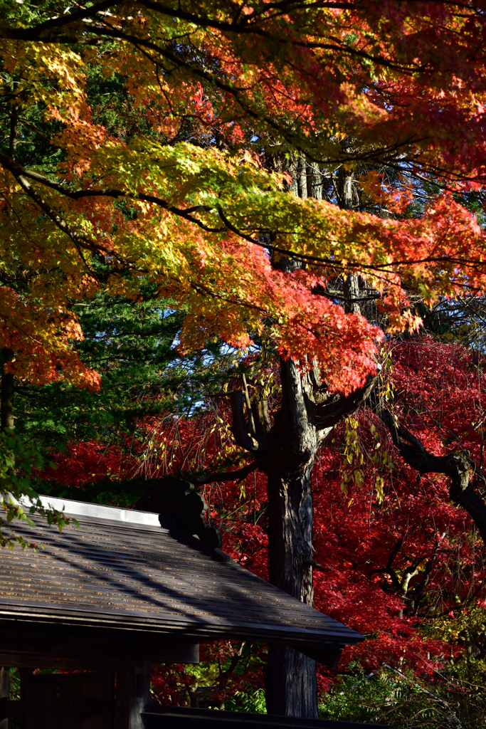 紅葉