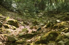 登山道