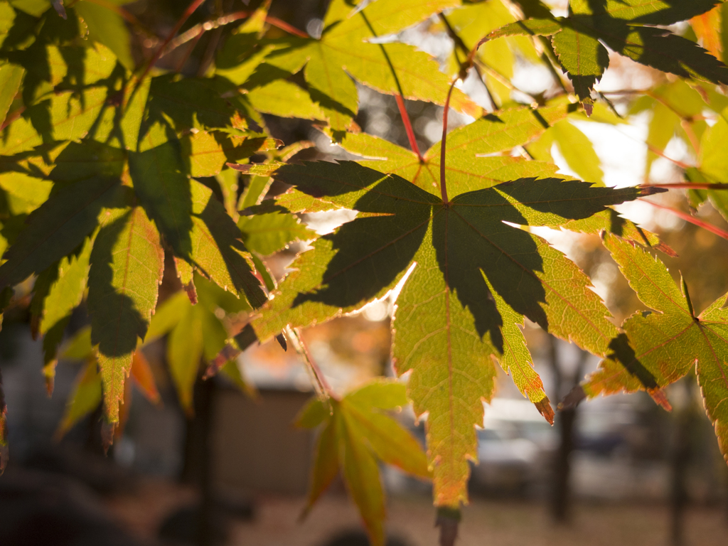 朝陽が照らす紅葉と紅葉の影