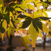 朝陽が照らす紅葉と紅葉の影