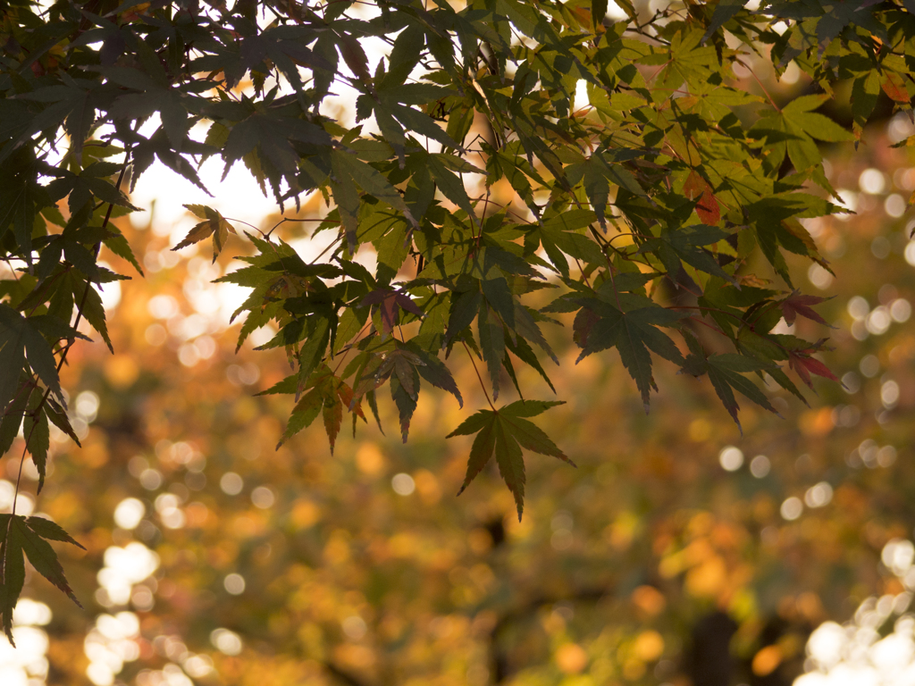 朝陽と紅葉とほのかな玉ボケと