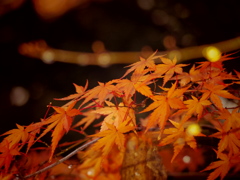 下鴨神社、糺の森の紅葉